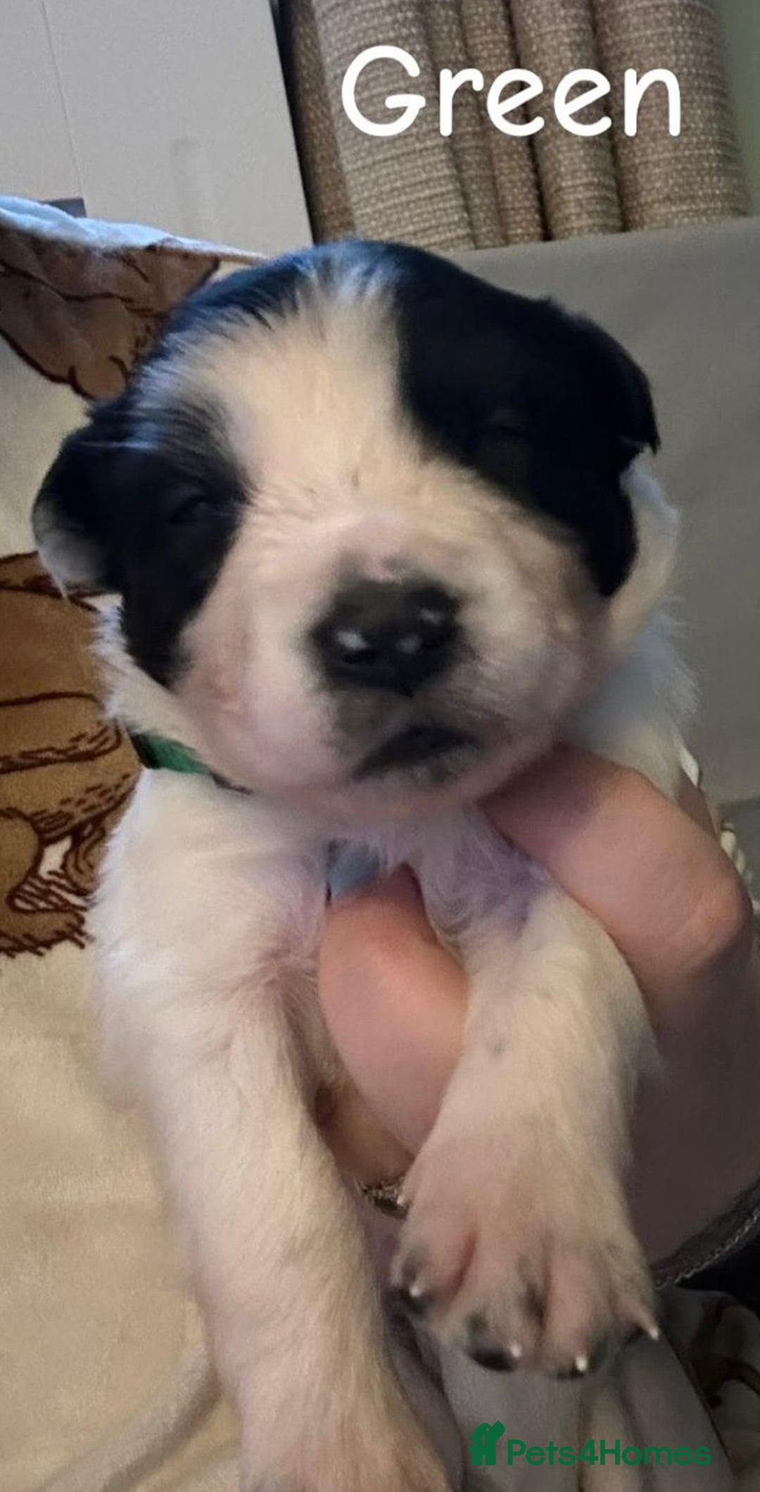 Border Collie dogs for sale: 10 beautiful chunky Border Collies - Image 5