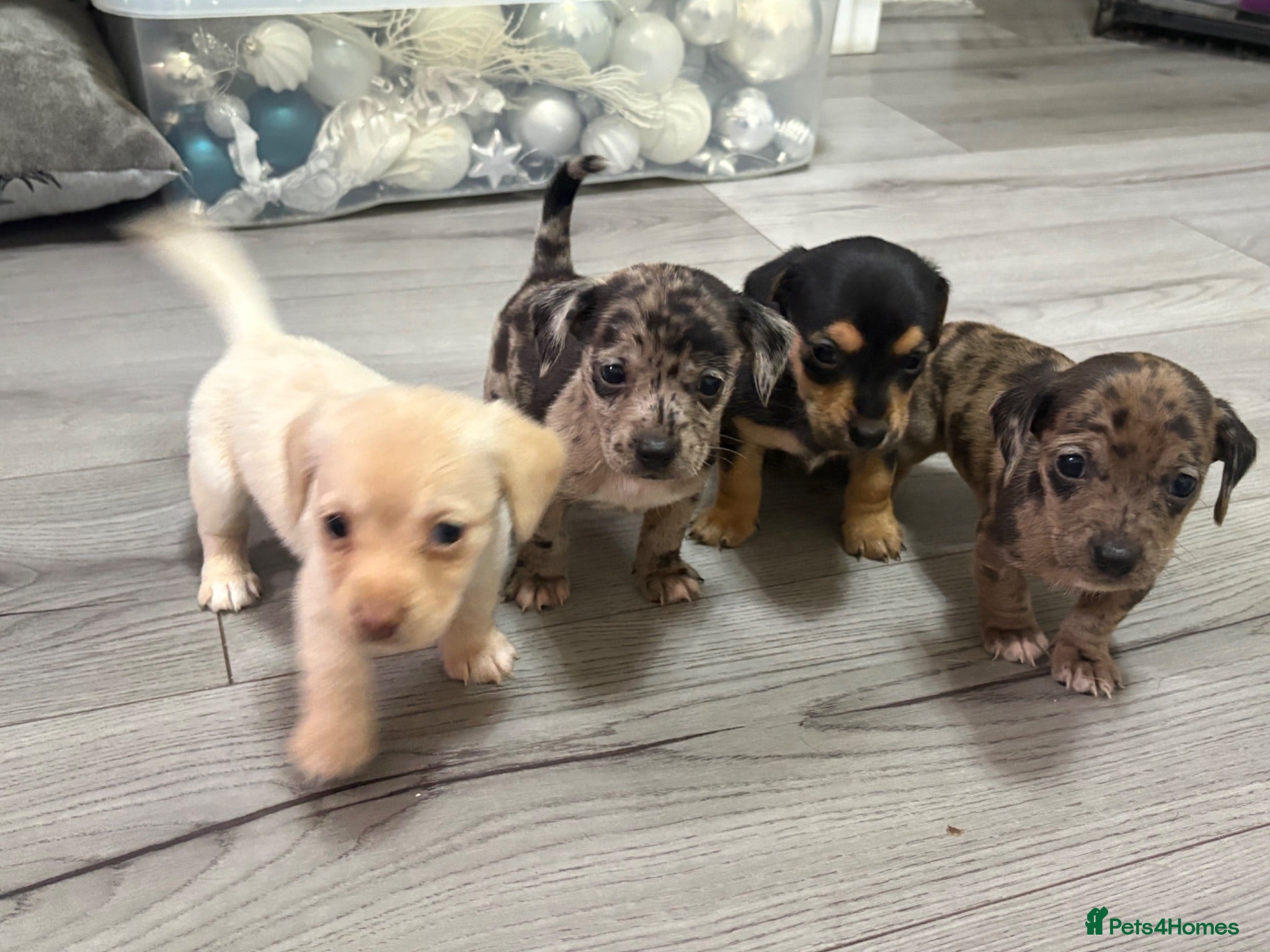 Jackshund dogs Beautiful jackweenies for sale  - Advert 4