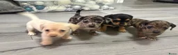 Jackshund dogs for sale: Beautiful jackweenies for sale  - Advert 1
