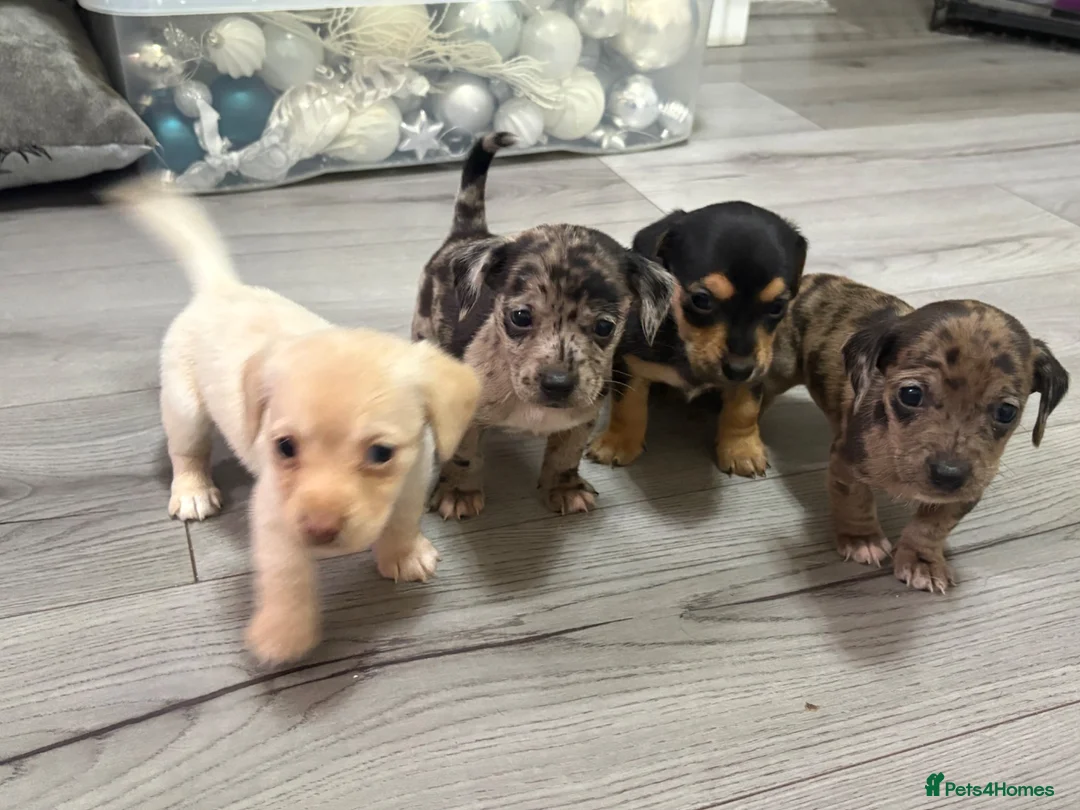 Jackshund dogs for sale: Beautiful jackweenies for sale  - Advert 1