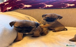 Border Terrier dogs for sale: Border terrier puppies for sale  - Image 4