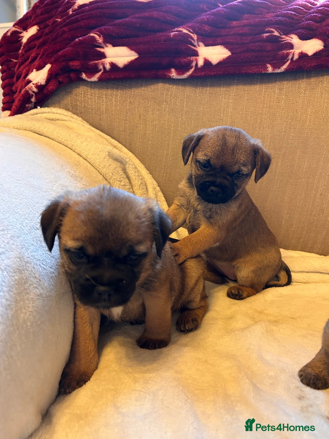 Border Terrier dogs for sale: Border terrier puppies for sale  - Image 4