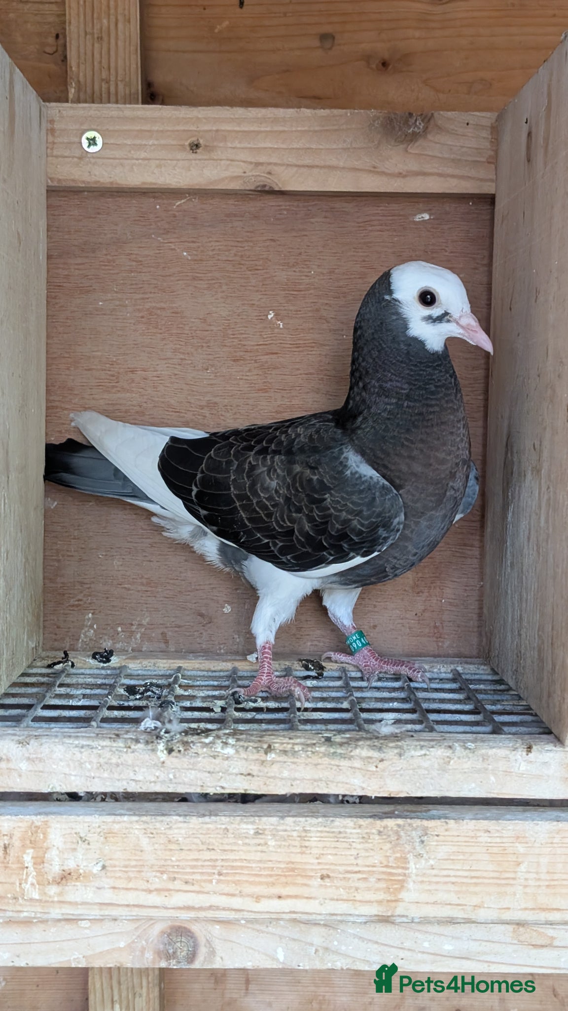 Pigeons birds Two young birds - Advert 14