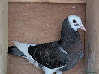 Pigeons birds Two young birds - Advert 14