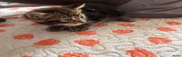 Mixed Breed cats for sale: Kittens  - Advert 19