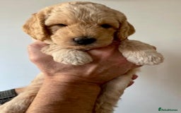 Labradoodle dogs for sale: Lily's Mini's - Multigen Mini Labradoodle Puppies - Image 11