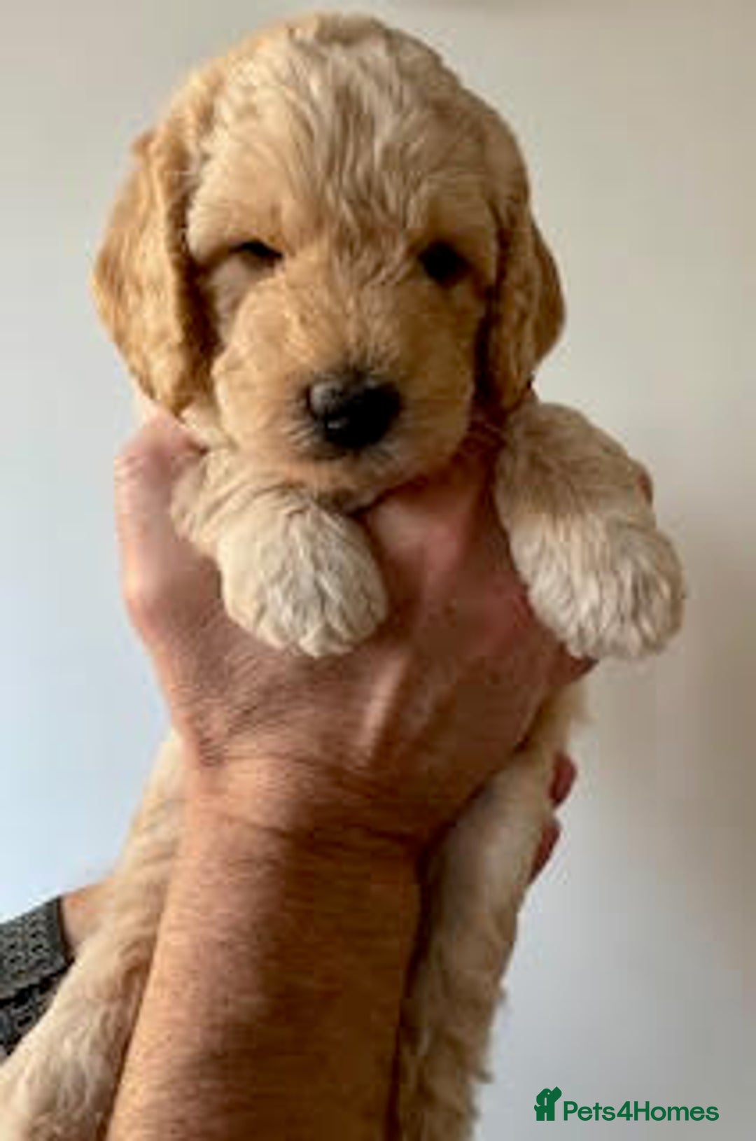 Labradoodle dogs for sale: Lily's Mini's - Multigen Mini Labradoodle Puppies - Image 11