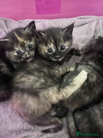 Ragdoll cats - Advert 3