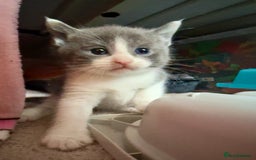 British Shorthair cats for sale: 🐾Turkish Angora × British Blue Kittens Ready Soon - Image 9