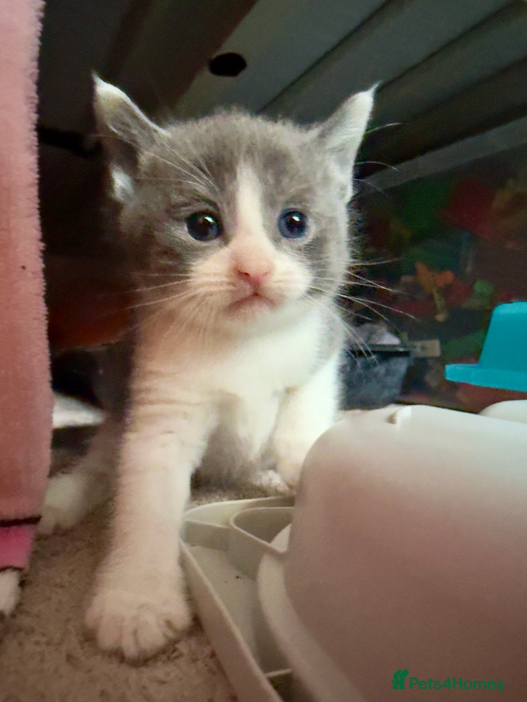 British Shorthair cats for sale: 🐾Turkish Angora × British Blue Kittens Ready Soon - Image 9