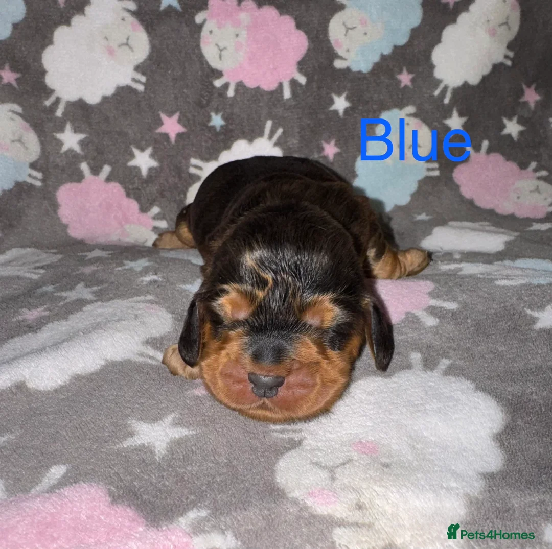 Cocker Spaniel dogs for sale: Outstanding Show Quality Show Type Cocker Spaniels - Advert 13