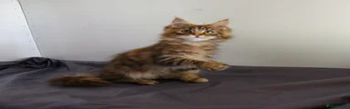Maine Coon 1