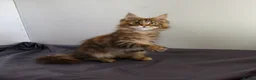 Maine Coon cats for sale: TICA Registered Maine Coon Kittens - Advert 5