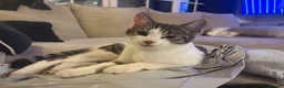 Domestic Shorthair cats for sale: Adorable Kittens 🐱 💕💙 in Dereham - Advert 15