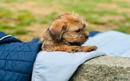 Mixed Breed dogs for sale: Stunning Norfolk terrier x jrt pups ready now - Image 26