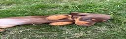 Miniature Dachshund dogs for sale: Miniature Dachshunds puppies in Bishop Auckland - Advert 4