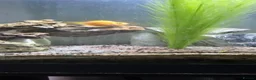 Cichlids fish for sale: Blood parrots and polar parrot fish - Advert 2