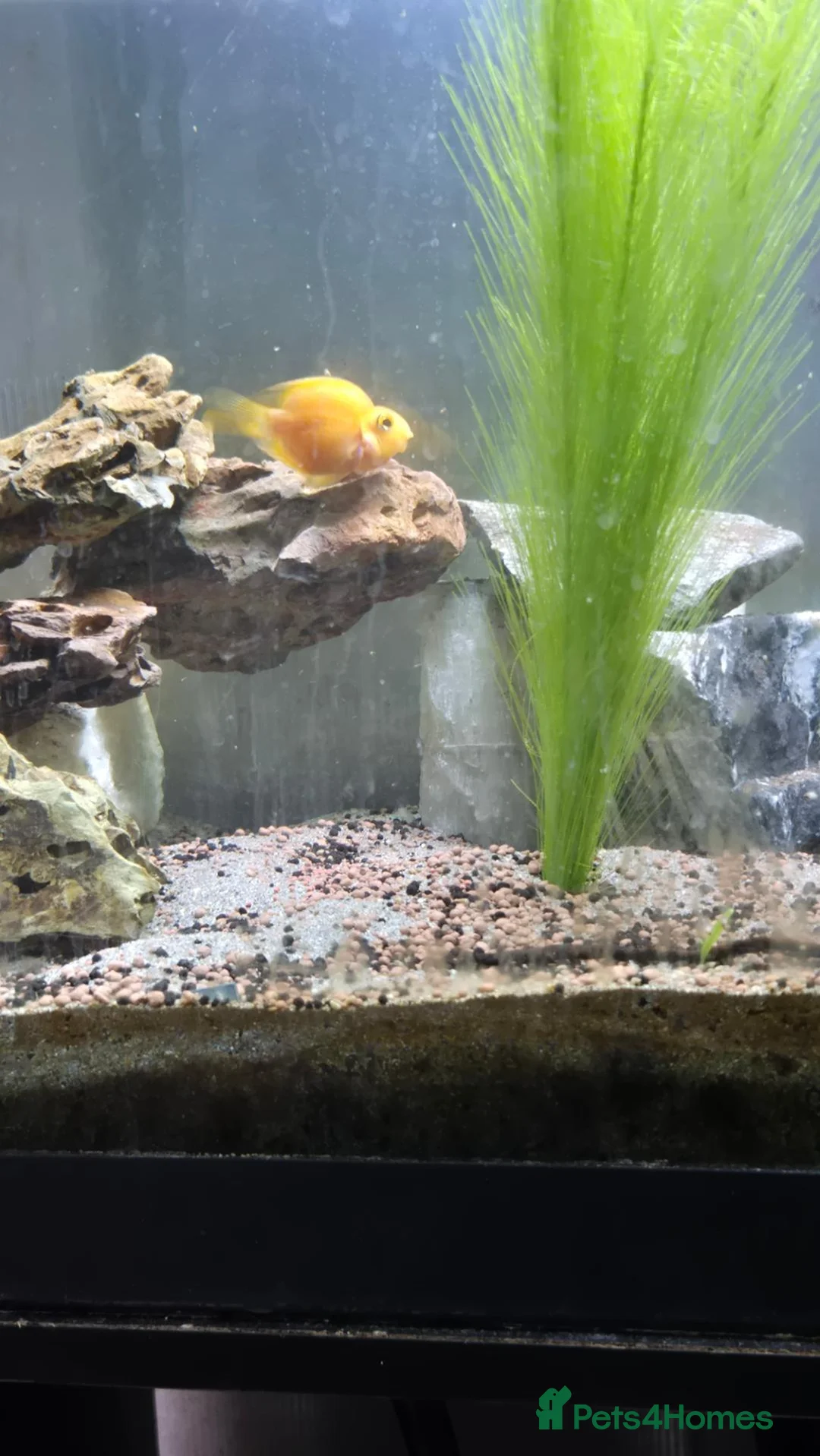 Cichlids fish for sale: Blood parrots and polar parrot fish - Advert 2