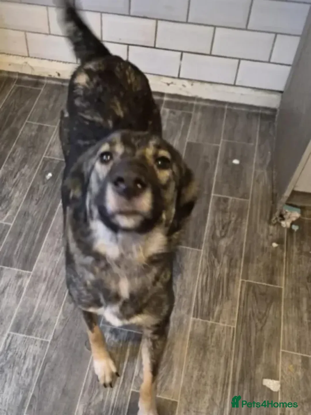 Mixed Breed dogs for adoption: Nala  - Advert 5