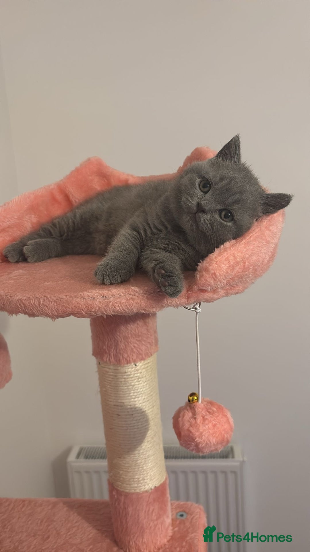 British Shorthair cats for sale: 🧸✨6 Chunky British Shorthair Kittens For Sale✨🧸 - Advert 26