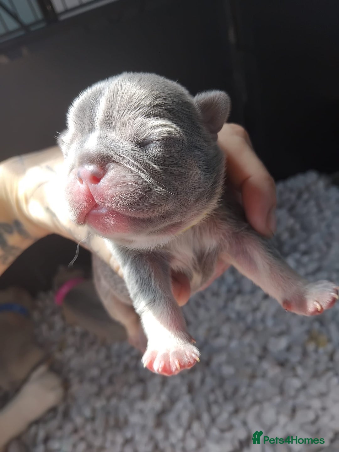 French Bulldog dogs for sale: beautiful chunky French bulldog puppies  - Image 5