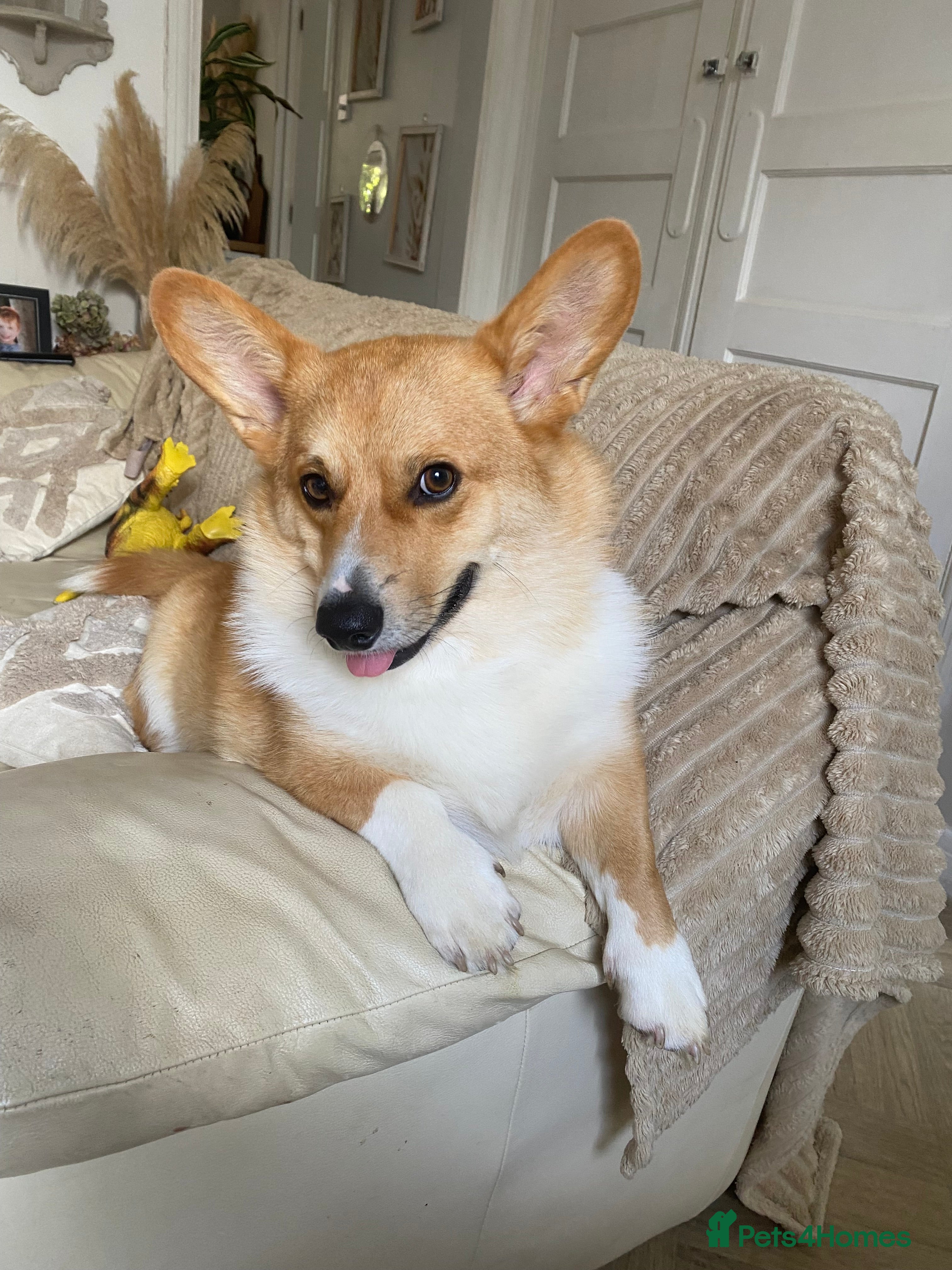 Welsh Corgi Pembroke dogs Wilbur the corgi  - Advert 1