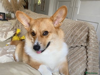 Welsh Corgi Pembroke dogs Wilbur the corgi - Advert 3