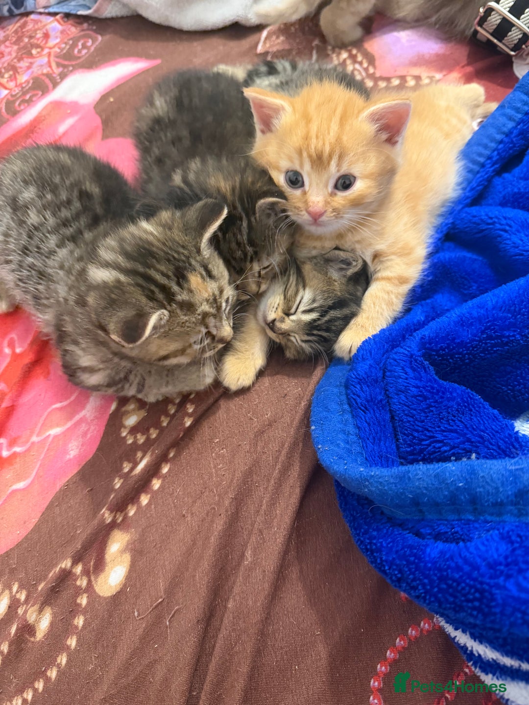 Mixed Breed cats for sale: 5 beautiful kitties  - Advert 5