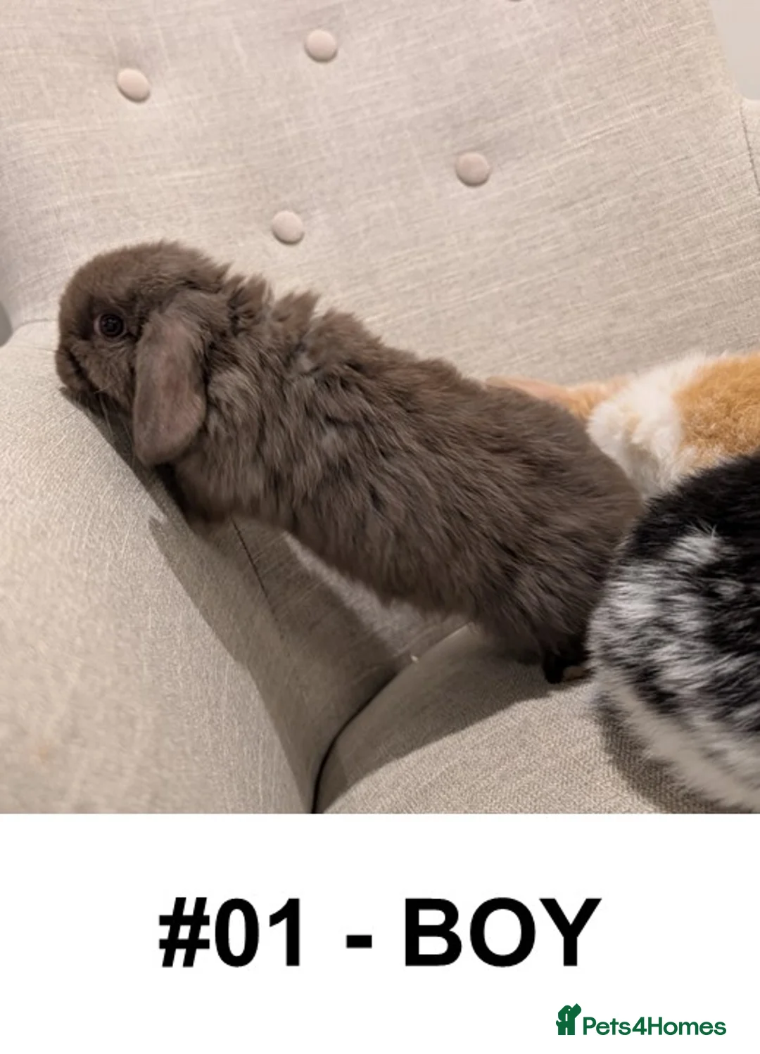 Mini Lop rabbits for sale: Exceptional Mini-Lops. Collect from: 18th February - Advert 6