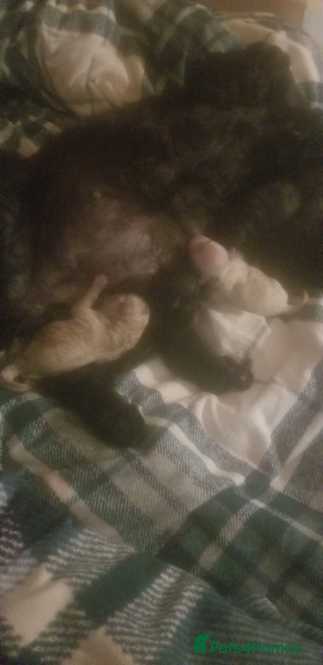 Shihpoo dogs for sale: Shihpoo x kc registered toy poodle  - Image 3