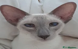 Siamese cats for sale: Siamese Oriental kittens superb pedigree GCCF  - Image 24