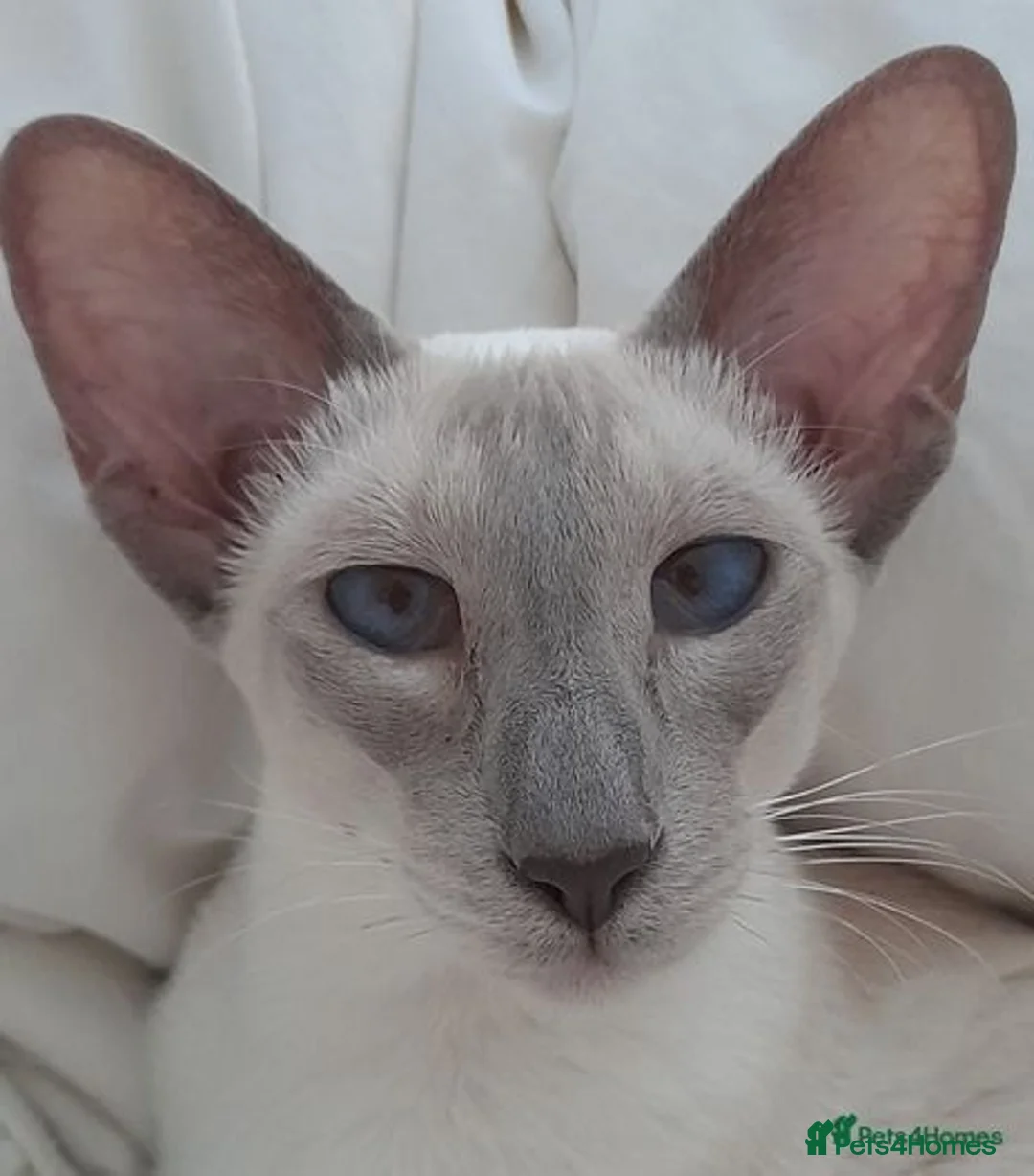 Siamese cats for sale: Siamese Oriental kittens superb pedigree GCCF  - Image 24
