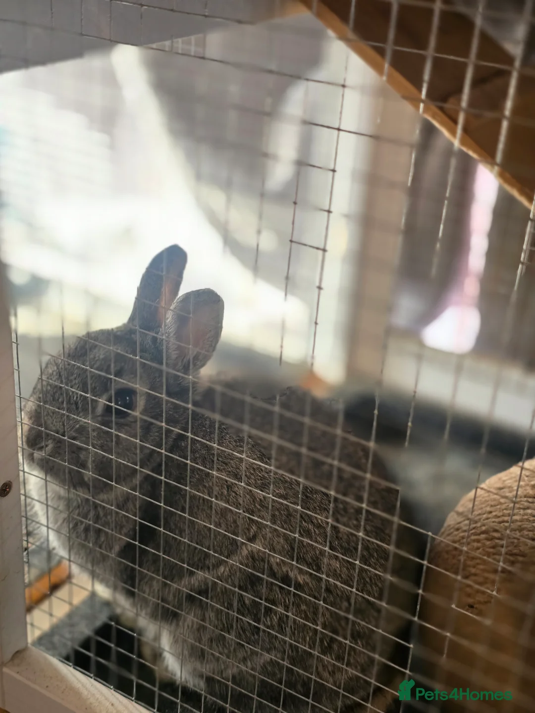 Netherland Dwarf rabbits for sale: 11 month old Netherland Dwarf *hutch included* in Croydon - Advert 1