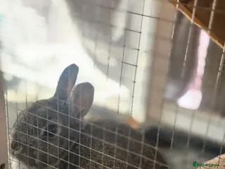 Netherland Dwarf rabbits 11 month old Netherland Dwarf *hutch included* in Croydon - Advert 1