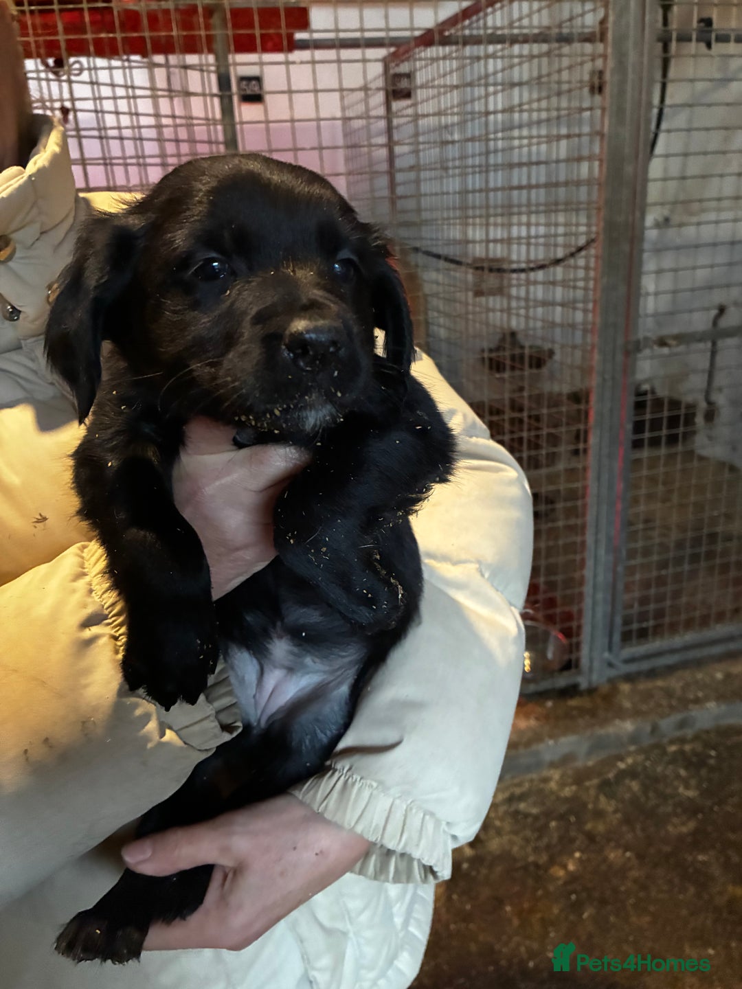 Sprollie dogs for sale: Sprollie pups - Advert 1