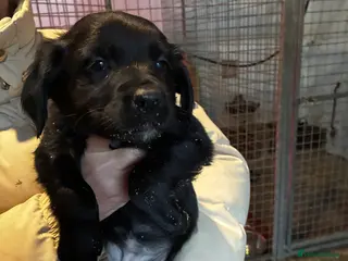 Sprollie dogs Sprollie pups - Advert 11