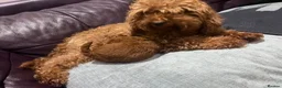Toy Poodle dogs for sale: Deep Mahogany Asian style toy poodle  - Advert 5
