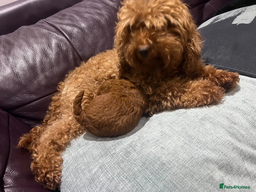 Toy Poodle dogs for sale: Deep Mahogany Asian style toy poodle  - Advert 5