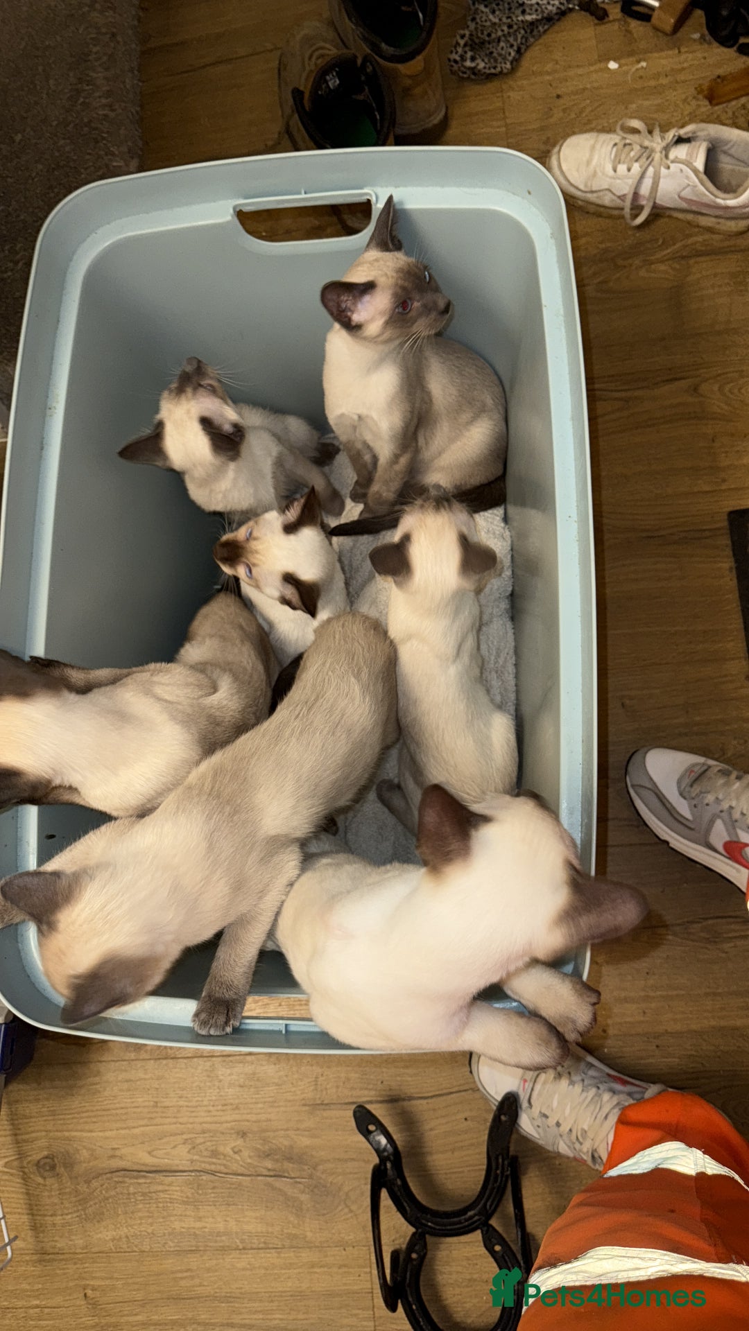 Siamese cats for sale: Siamese kittens wanting new slaves - Advert 11