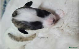 Mixed Breed dogs for sale: 🐶 Adorable La-Chon Puppies-Ready 1st December 🐶 - Image 7