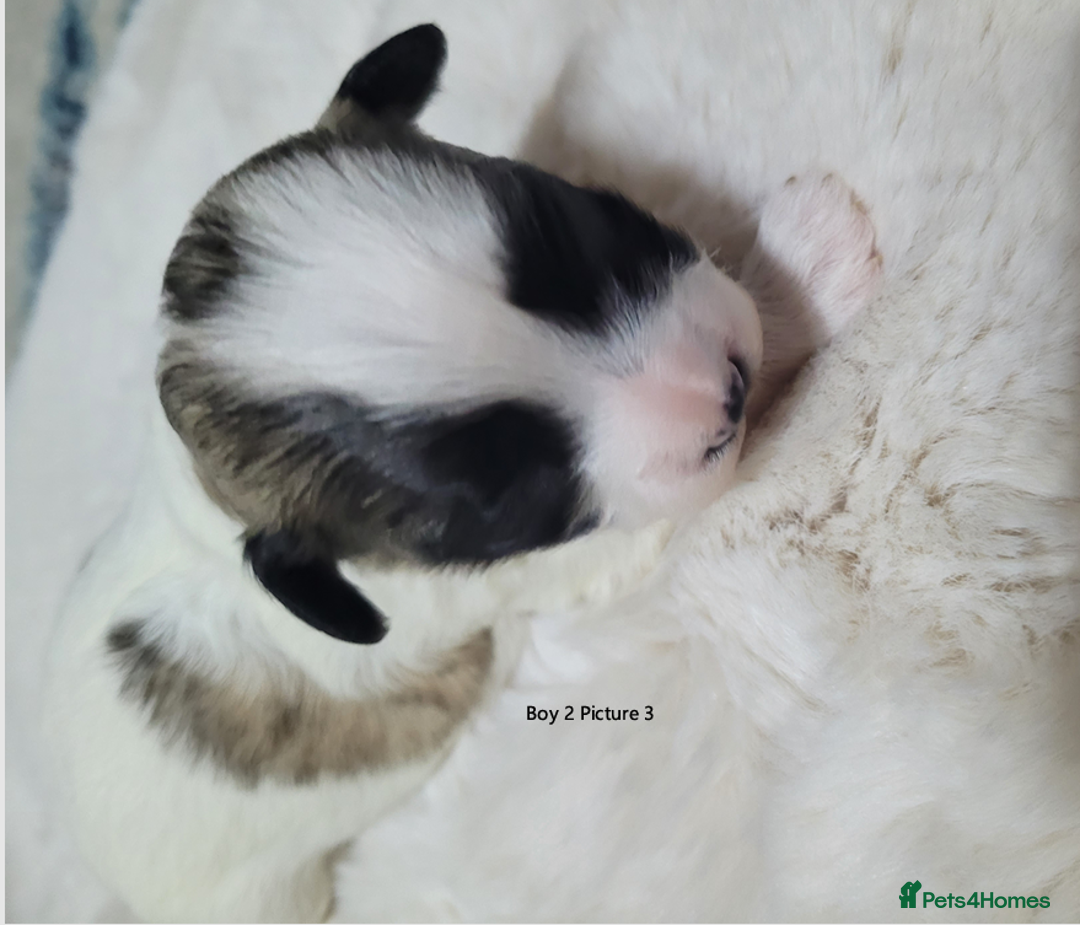 Mixed Breed dogs for sale: 🐶 Adorable La-Chon Puppies-Ready 1st December 🐶 - Image 7