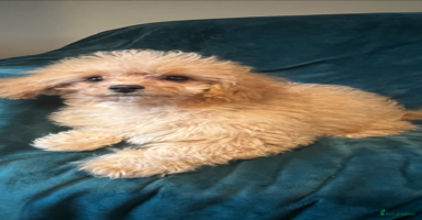Cavapoo dogs - Advert 4