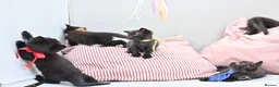 British Shorthair cats for sale: 5 Bundles of Love - Persian x BSH kittens  - Advert 10