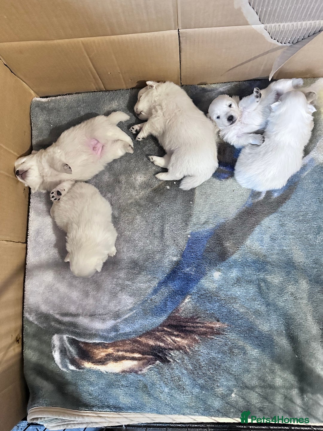 Japanese Spitz dogs for sale: Japanese spitz pups for sale  - Advert 5