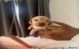 Cocker Spaniel dogs for sale: Full working cocker puppies for sale - Image 10