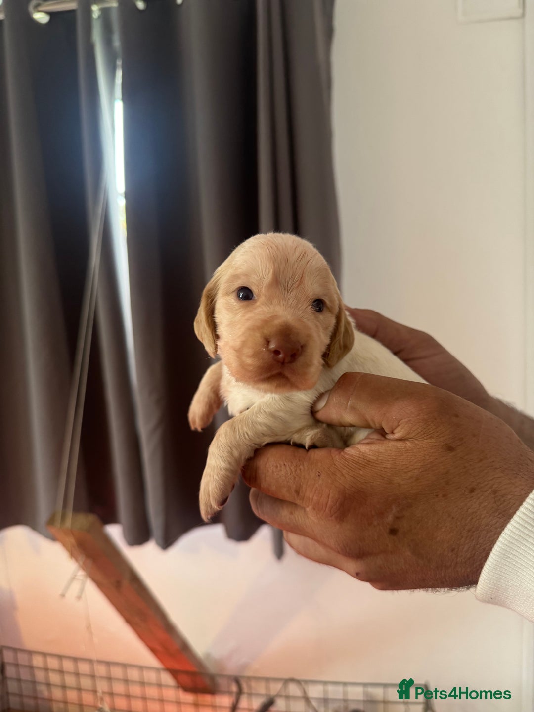 Cocker Spaniel dogs for sale: Full working cocker puppies for sale - Image 10