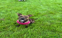 Mixed Breed dogs for sale: Husky staffy cross puppy - Advert 7