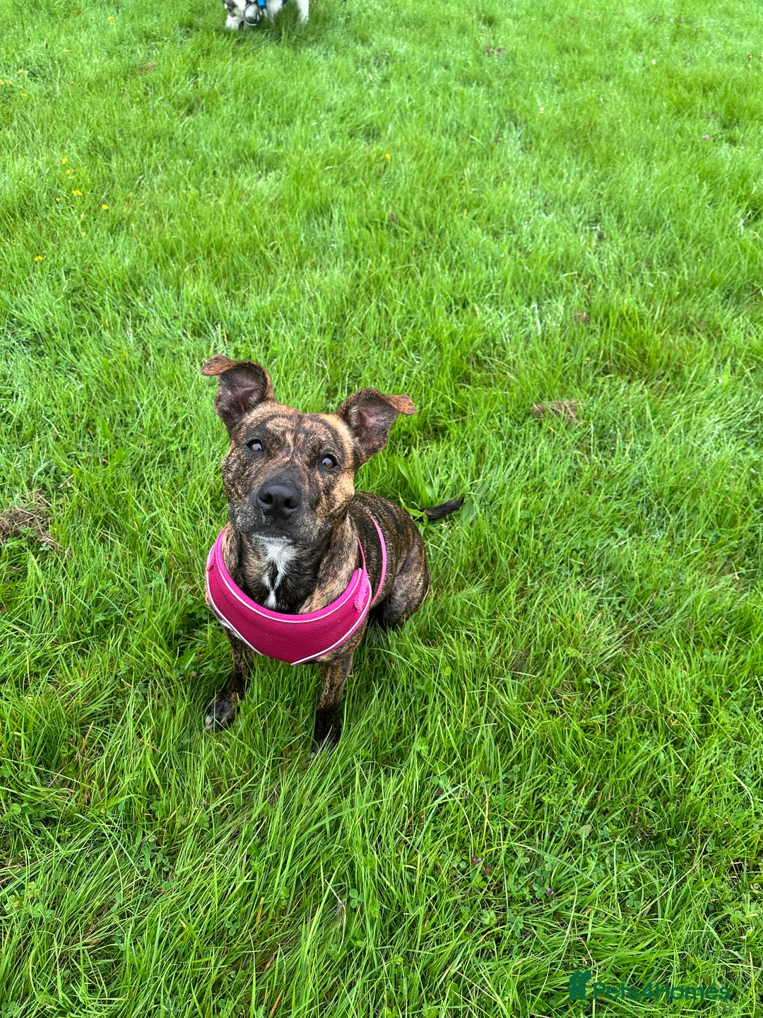 Mixed Breed dogs for sale: Husky staffy cross puppy - Advert 7