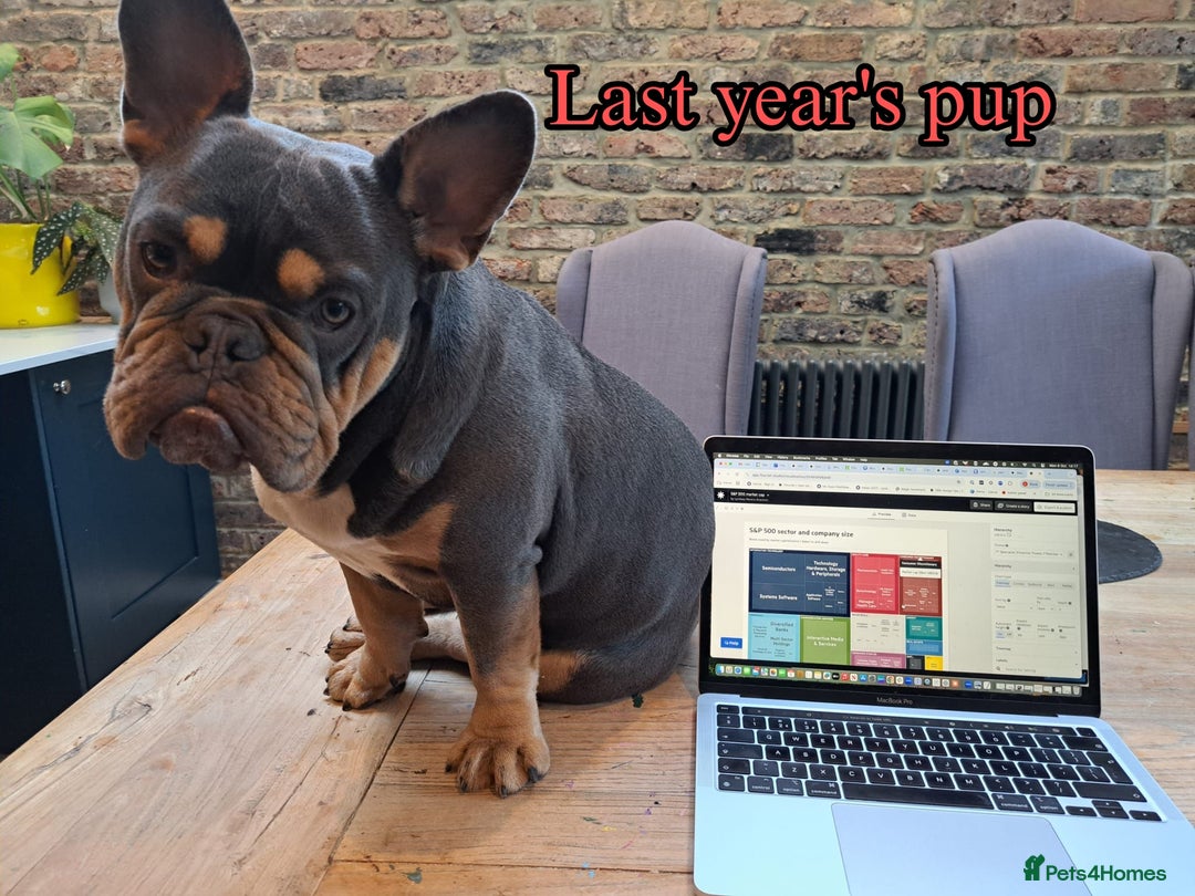 Mixed Breed dogs for sale: REDUCED GIRL!! French/English Bulldog Babies - Advert 8