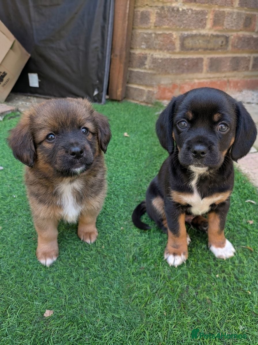 Mixed Breed dogs Cavajack x Pomeranian puppies  - Advert 14